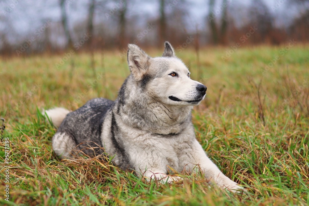 Pies husky na łące