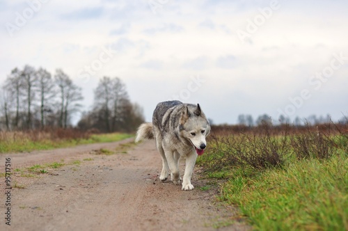 Zmęczony pies husky idący ścieżką © milena1990