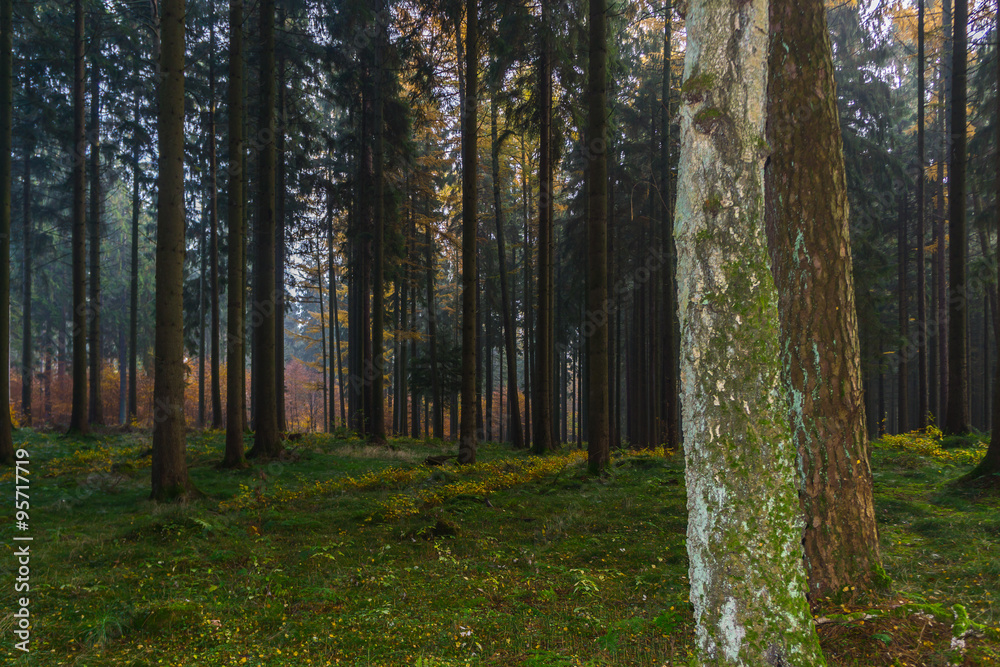 Fototapeta premium Wald im Herbst im Sonnenlicht