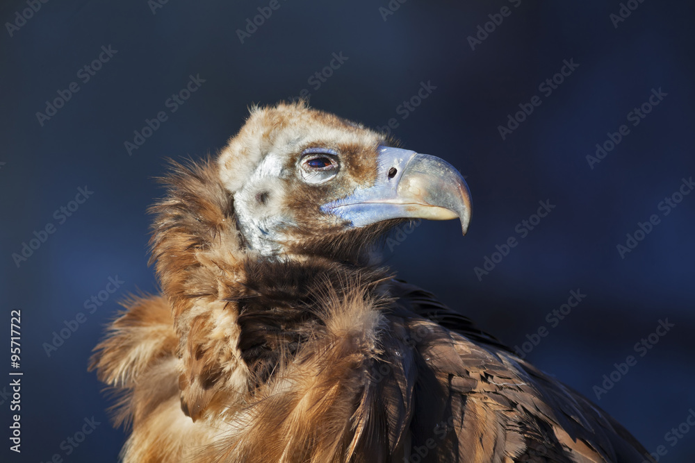 The Cinereous Vulture (Aegypius monachus) is also known as the Black Vulture, Monk Vulture, or Eurasian Black Vulture. The largest true bird of prey in the world. The Cinereous Vulture (Aegypius monachus) is also known as the Black Vulture, Monk Vulture, or Eurasian Black Vulture. The largest true bird of prey in the world.