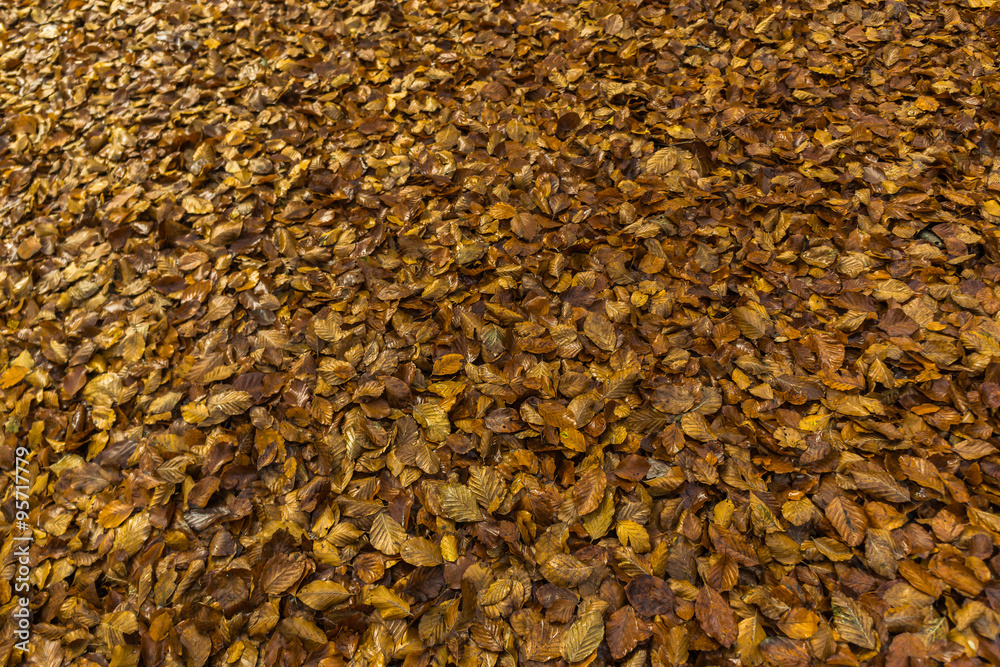 Eichenlaub im Herbst Eichenlaub im Herbst