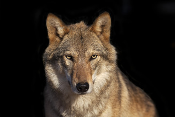 Wandcirkels Wolf Wolvin oog in oog op zwart  © olga_gl