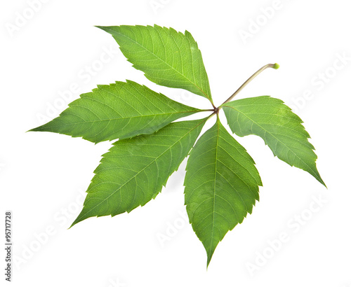 leaves of vine