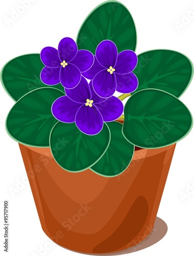 african violet flower in pot