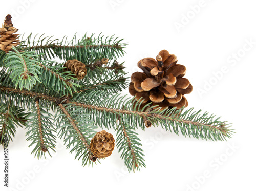 Wallpaper Mural branch of fir-tree Torontodigital.ca