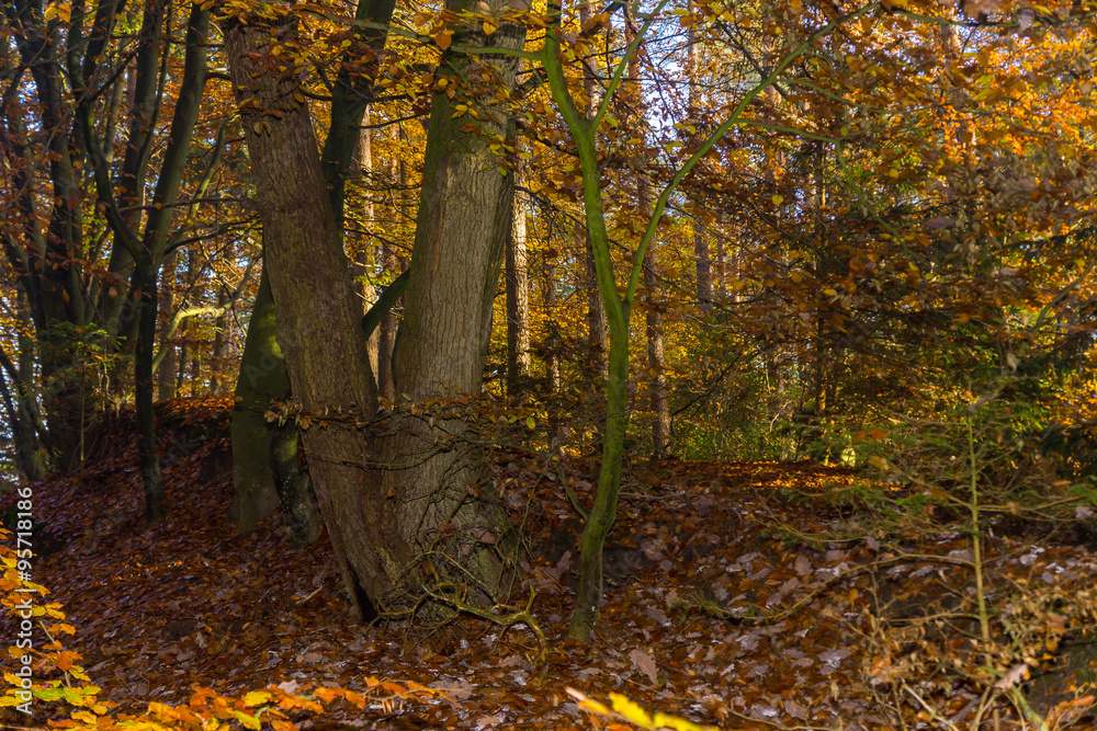 bunter Herbstwald bunter Herbstwald