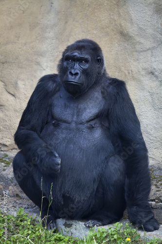 An old gorilla female, sitting alone. Clever stare of the great ape. Calmness of the very dangerous monkey. Black African animal with expressive face. Full-size portrait. © olga_gl