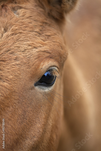 Closeup shot of a wild horse eye. Przewalski s horse  Mongolian wild horse . Beauty of a wild mare. Macro portrait of a grace wild animal. Vertical image.