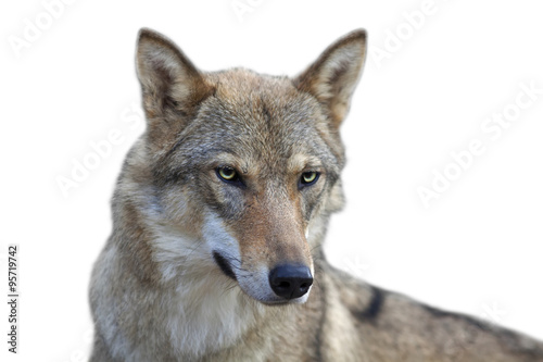 Eye to eye portrait with grey wolf female on white background. Horizontal image. Beautiful and dangerous beast of the forest.
