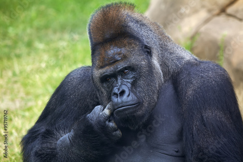 Thoughtful expression of a gorilla male, silverback, family alpha.  A great ape, human like primate. © olga_gl