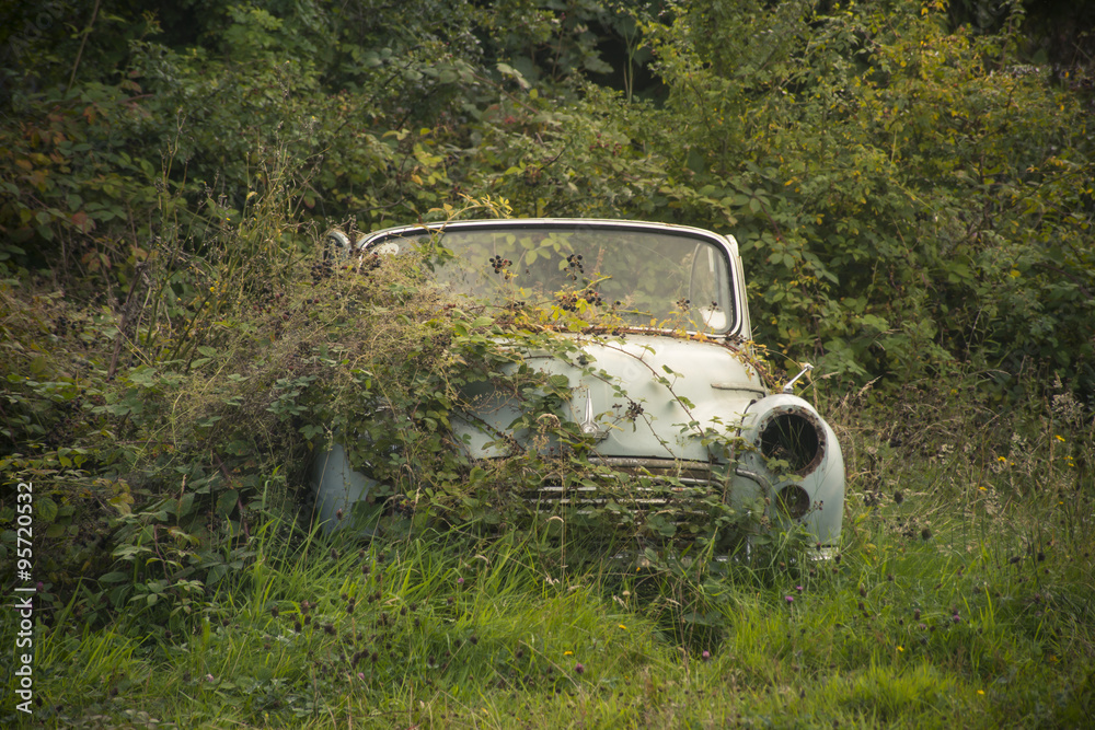 An old rusty car covered in overgrown plants An old rusty car covered in overgrown plants