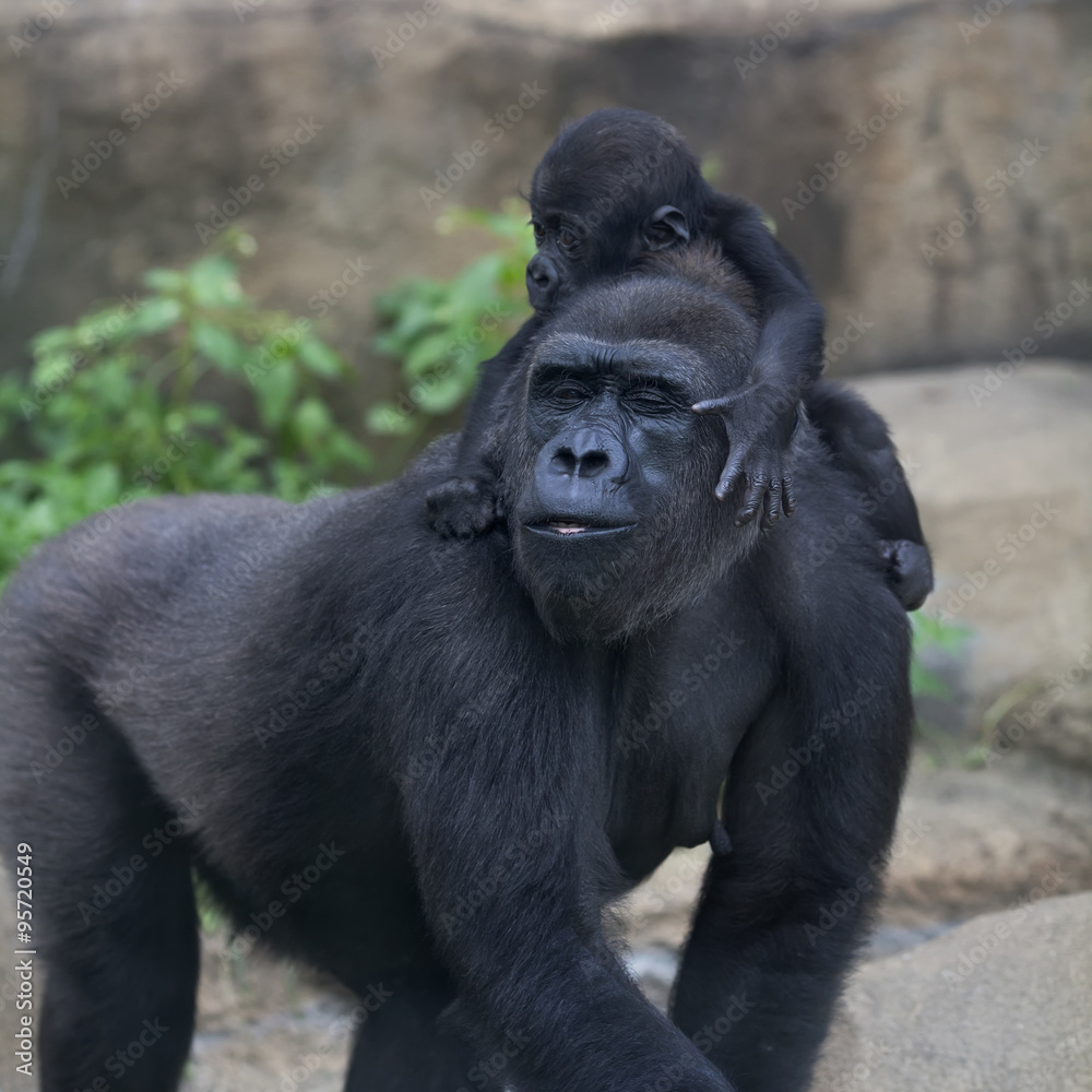 Funny family portrait of gorilla mother with her baby. Cute and cuddly  monkey, the great ape. The most powerful and biggest primate of the world.  Stock Photo | Adobe Stock