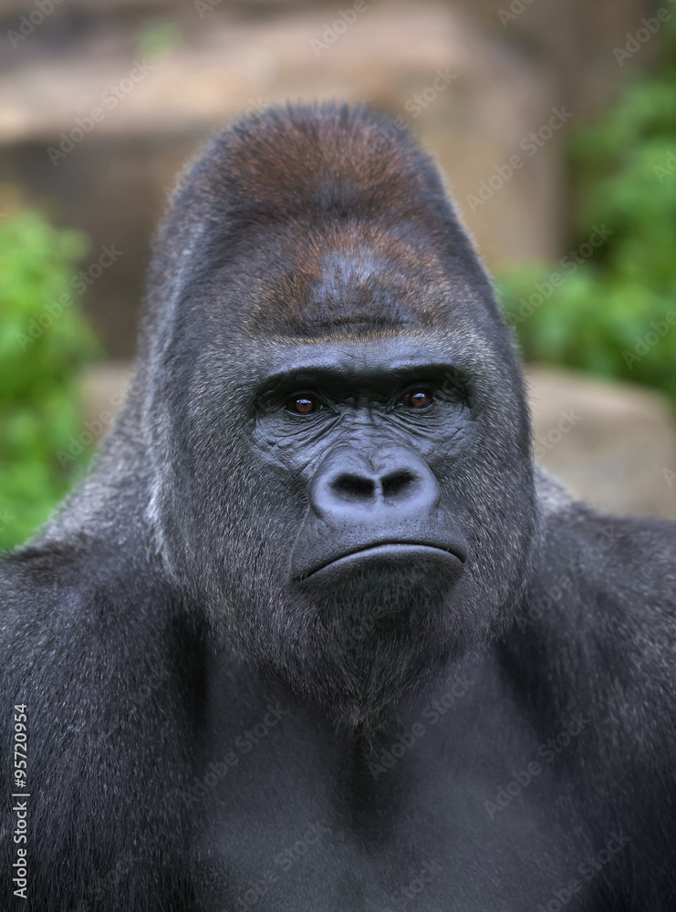 Obraz premium Closeup portrait of a gorilla male, severe silverback, on rock background. Menacing expression of the great ape, the most dangerous and biggest monkey of the world. The chief of a gorilla family.