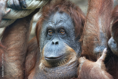 Grandmother of an orangutan family. Expressive portrait of an monkey female. Human mind in the eyes of a great ape.