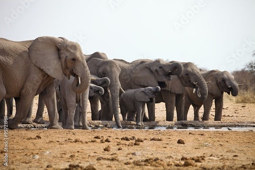 herds of elephants with cubs are pushing at the waterhole, Etosha, Namibia