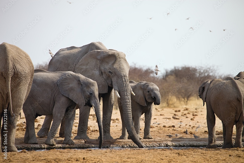 herds of elephants with cubs are pushing at the waterhole, Etosha, Namibia herds of elephants with cubs are pushing at the waterhole, Etosha, Namibia