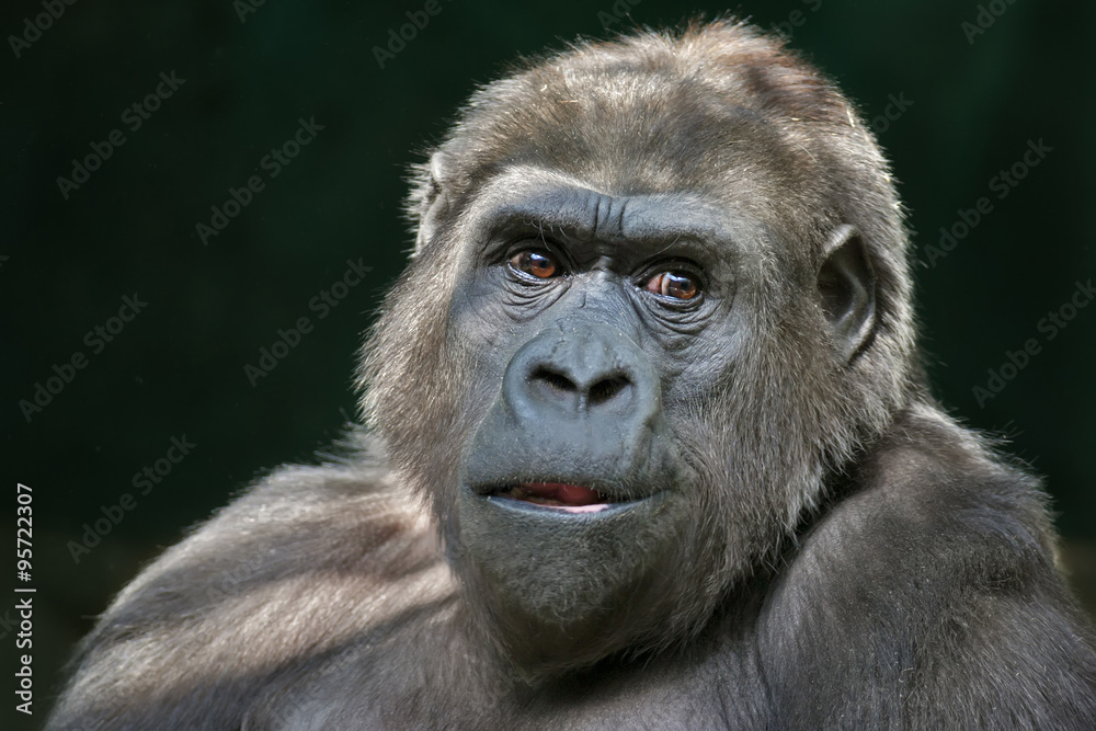 Closeup portrait of a gorilla female with open chaps on dark background. Clever stare of the great ape. Calmness of the very dangerous monkey. Black African animal with expressive face. Closeup portrait of a gorilla female with open chaps on dark background. Clever stare of the great ape. Calmness of the very dangerous monkey. Black African animal with expressive face.