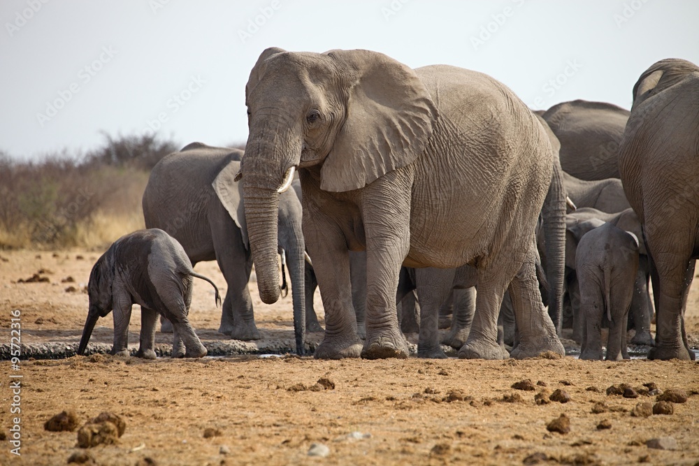 herds of elephants with cubs are pushing at the waterhole, Etosha, Namibia herds of elephants with cubs are pushing at the waterhole, Etosha, Namibia