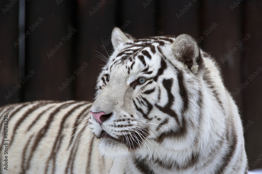 Fototapeta premium White bengal tiger on dark background. The most dangerous beast shows his calm greatness. Wild beauty of a severe big cat.