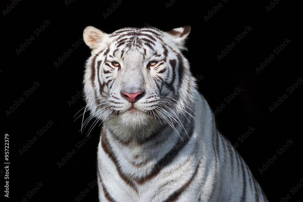 Naklejka premium Biały Tygrys Bengalski na czarnym tle. Najniebezpieczniejsza bestia pokazuje swoją spokojną wielkość. Dzikie piękno surowego dużego kota.