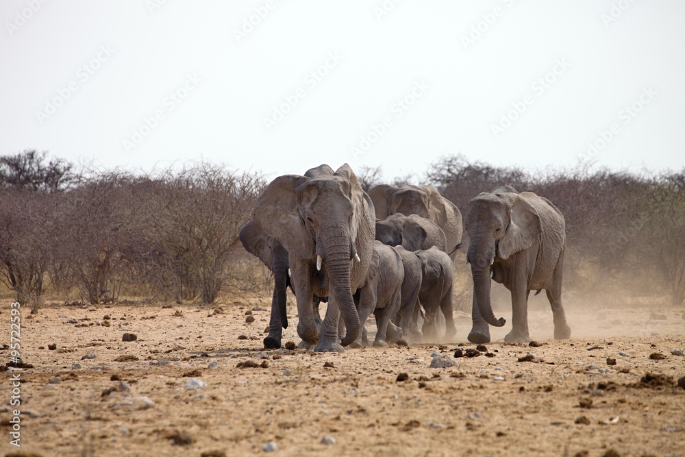 Fototapeta premium herd of African elephants at waterhole Etosha, Namibia