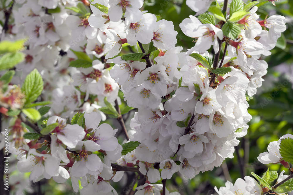 Fototapeta premium Lovely blossom of nanking cherry