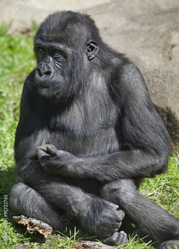 Hard thoughts of gorilla boy. An example of man expression by anthropoid apes. © olga_gl