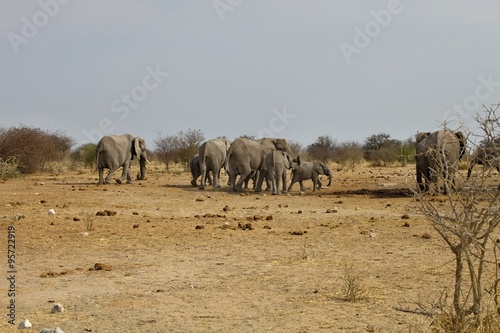 herd of African elephants at waterhole Etosha, Namibia