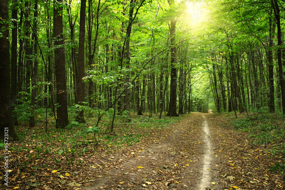 Fototapeta premium Forest with sunlight