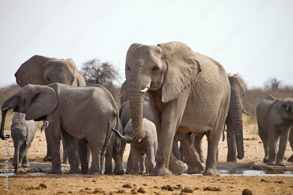 Fototapeta premium herd of African elephants at waterhole Etosha, Namibia