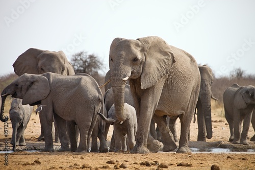 herd of African elephants at waterhole Etosha  Namibia