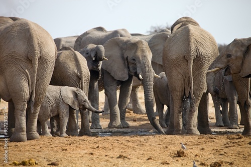 herd of African elephants at waterhole Etosha, Namibia
