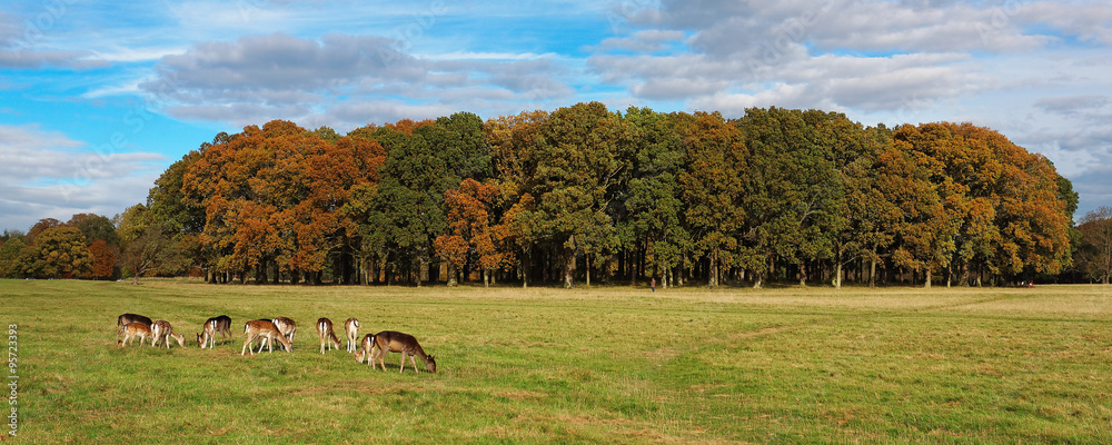Fototapeta premium Deer in Phoenix Park