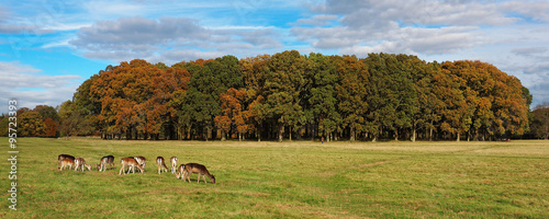 Deer in Phoenix Park