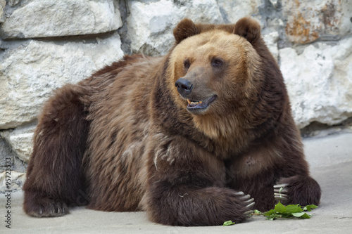 A female of brown bear with green leaves in her paws.