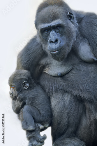 A gorilla mother with her baby, hanging on her arm. © olga_gl