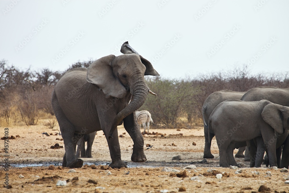 Fototapeta premium angry African elephants, Loxodon africana, Etosha, Namibia