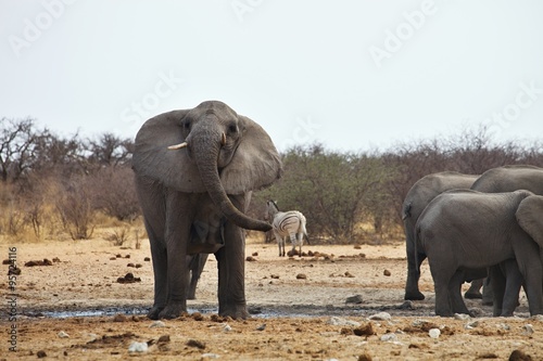 angry African elephants  Loxodon africana  Etosha  Namibia