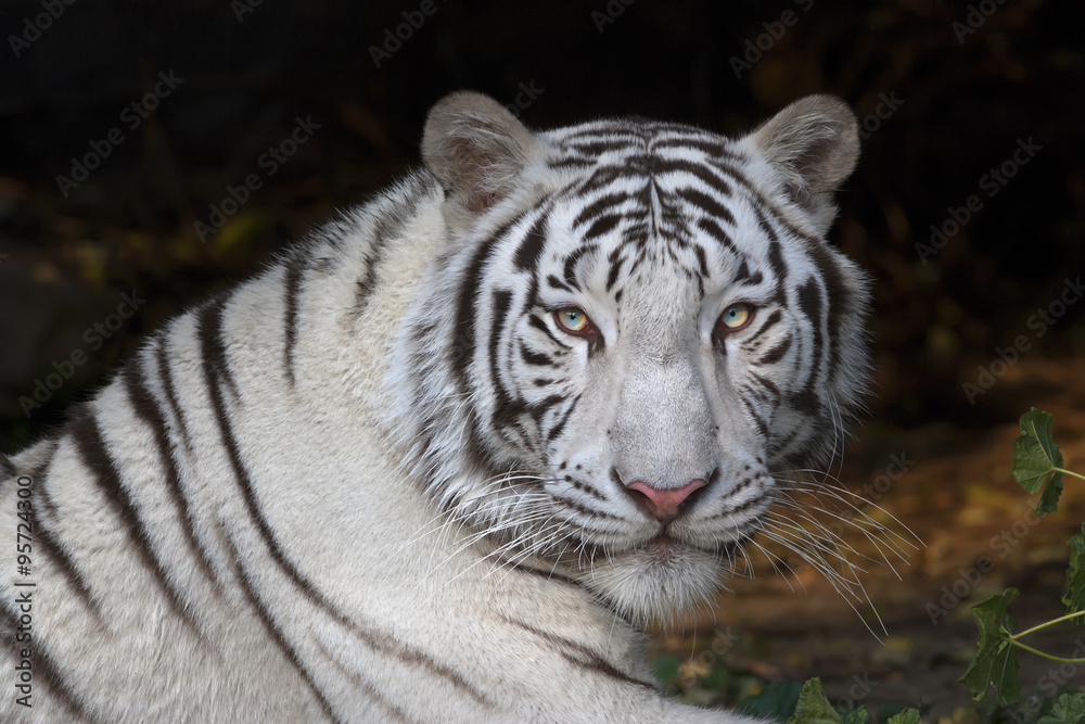 Naklejka premium Groźne spojrzenie białego tygrysa bengalskiego