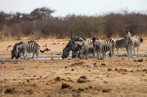 Damara zebra, Equus burchelli, herd goes to watering Etosha, Namibia