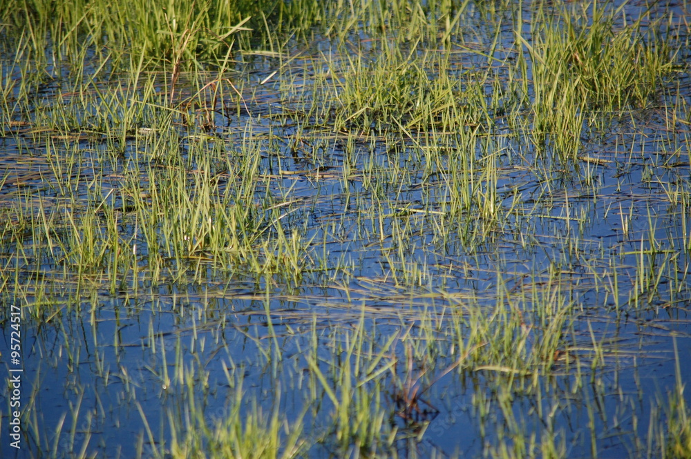 Wiese unter Wasser Wiese unter Wasser