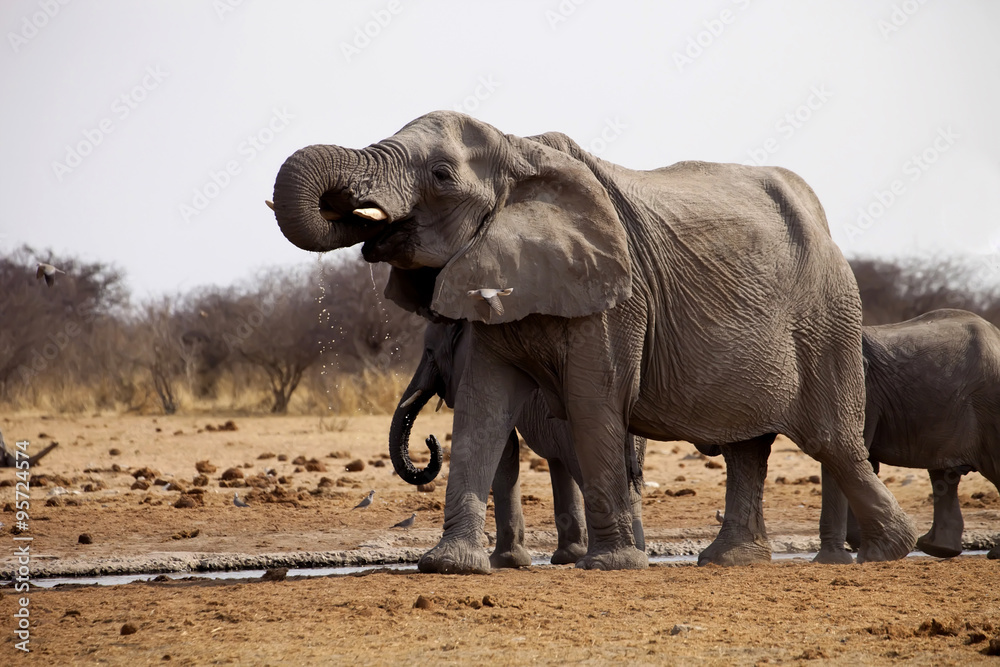 African elephants, Loxodon africana, drinking water at waterhole