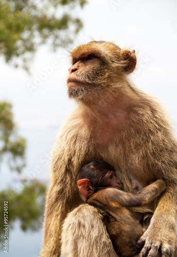 monkeys © wlablack