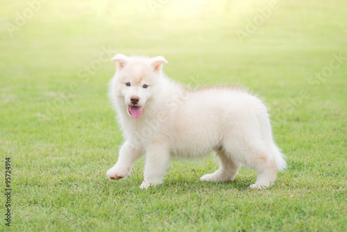 Cute siberian husky puppy playing