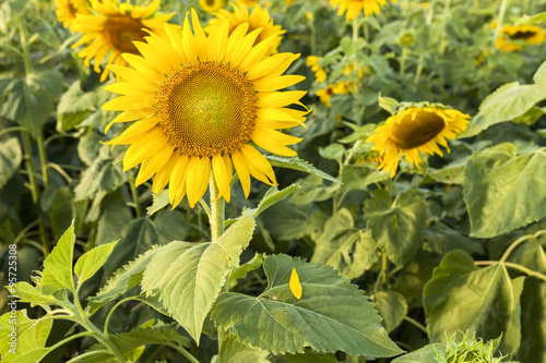 A sunflower in the field Thailand.