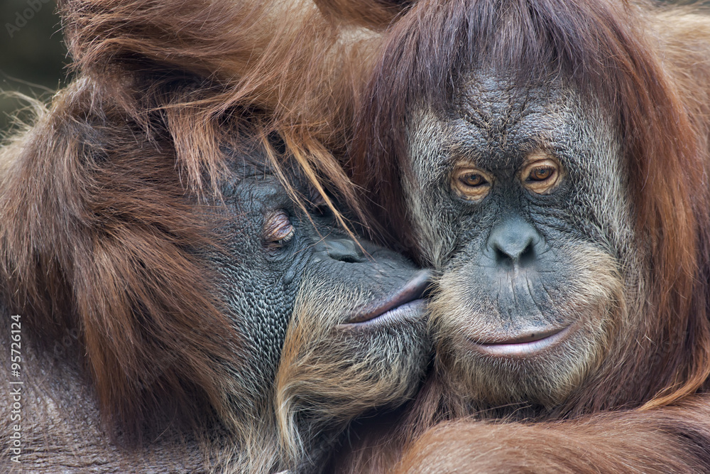 Naklejka premium Wild tenderness among orangutan. Mother's kissing her adult daughter.