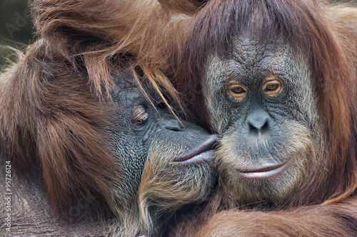 Leinwand Poster Wild tenderness among orangutan
