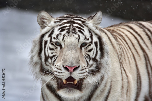 A white bengal tiger with open chaps among falling snowflakes.