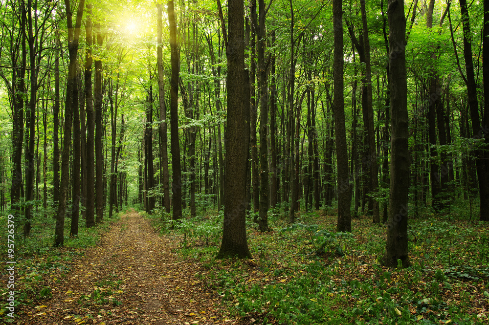 Forest with sunlight Forest with sunlight