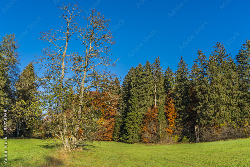 Waldlichtung im Herbst mit einem Hochsitz am Waldrand Waldlichtung im Herbst mit einem Hochsitz am Waldrand